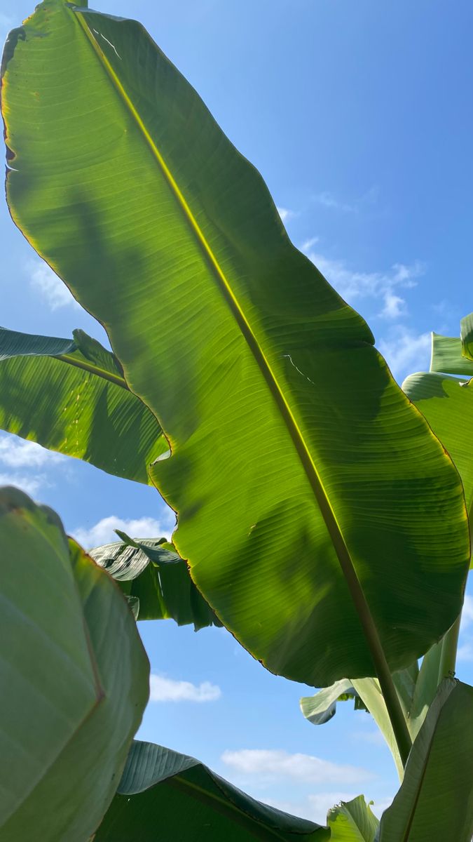 Banana Leaves 1