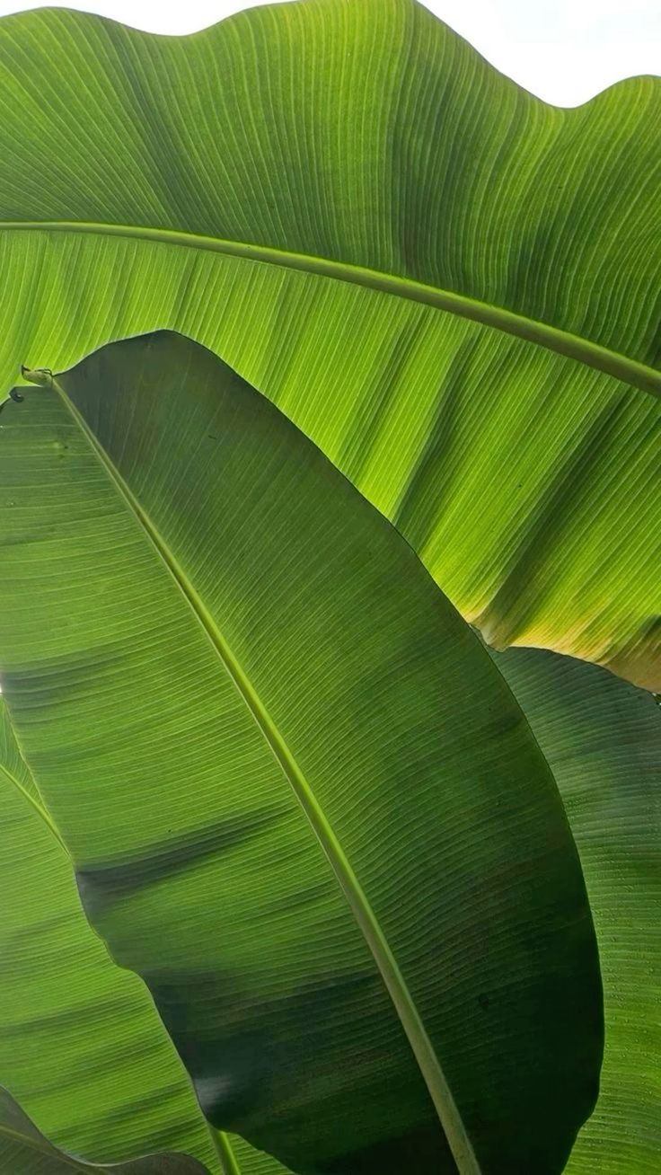 Banana Leaves 2