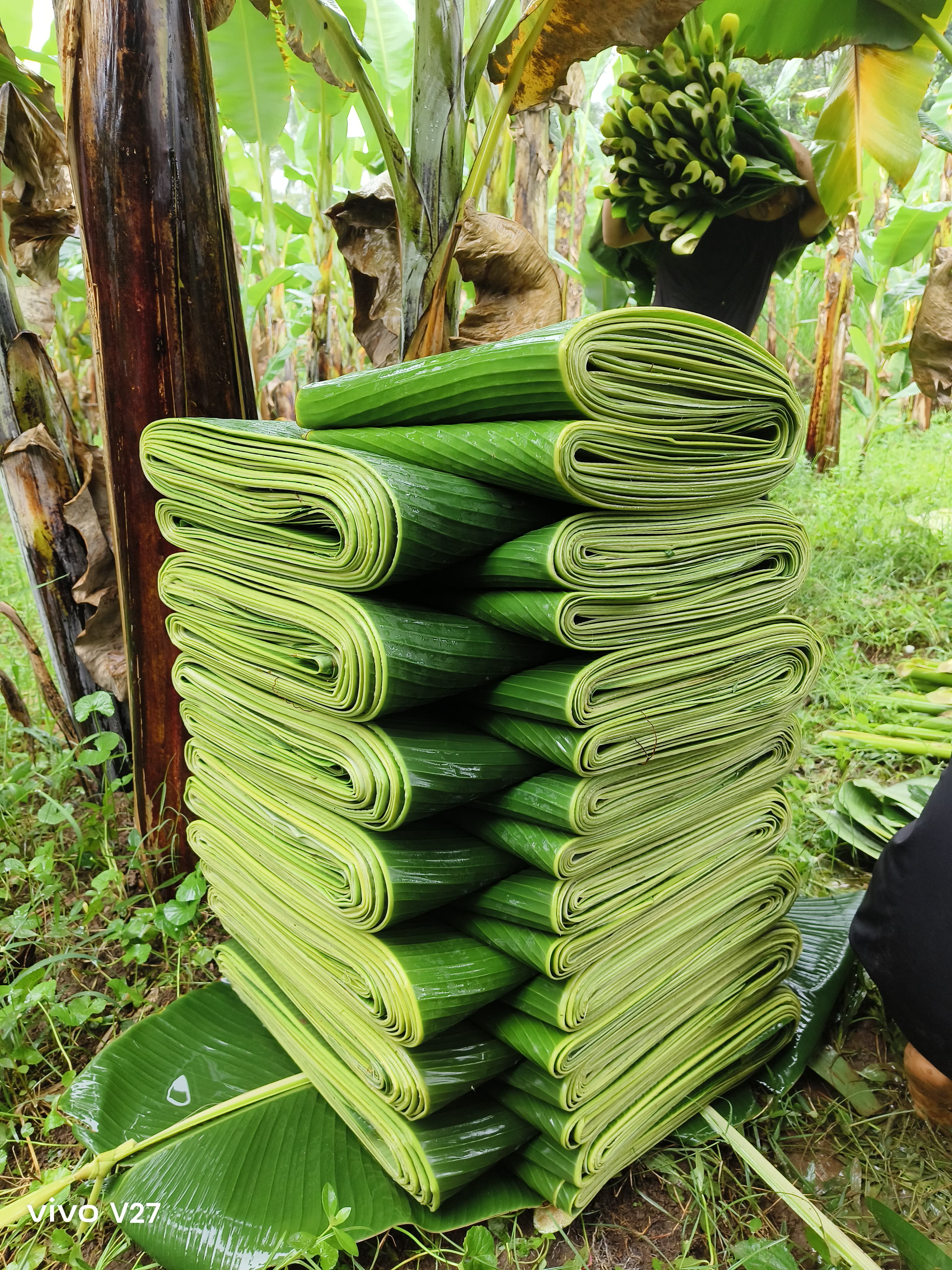 Banana Leaves 3